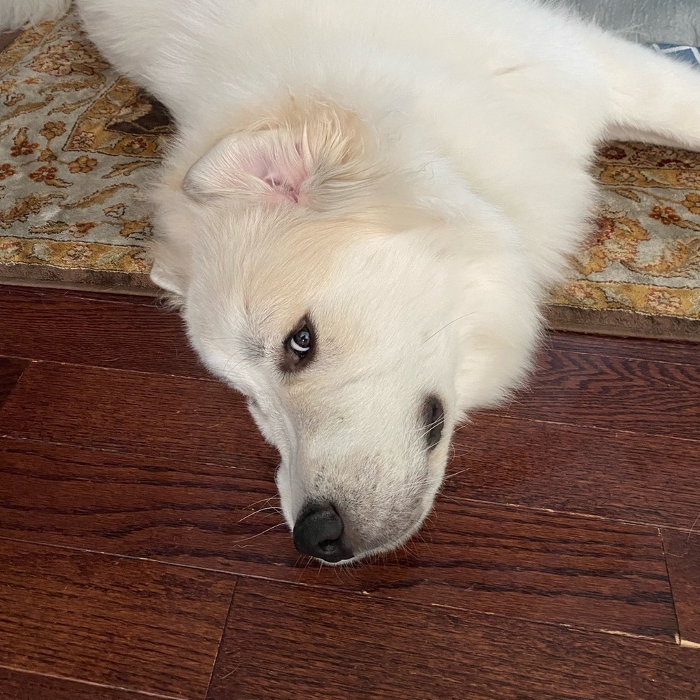 Meet your Posher, Chris